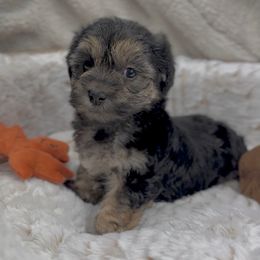 Bella - Black & tan tri-color female Morkie puppy in Germantown, Tennessee from Sophia puppy’s