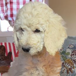Poodles from Sassy Poodles and Doodles