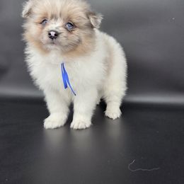 Pomeranian puppies from Idaho_poms