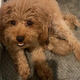 Cavapoo, Cockapoo, Goldendoodle, and Maltipoo Puppies from Perdue Puppies