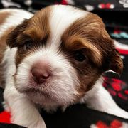 Shorkies and Yorkshire Terriers from Katie’s Yorkies and Shorkies of VA
