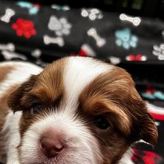 Shorkies and Yorkshire Terriers from Katie’s Yorkies and Shorkies of VA