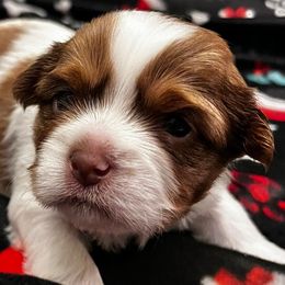 Shorkies and Yorkshire Terriers from Katie’s Yorkies and Shorkies of VA