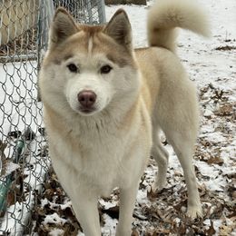 Cora - Red and white female Siberian Husky puppy in Colfax, Wisconsin from Grove’s Siberian Huskies