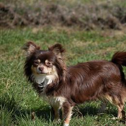 Lindor - Chihuahua