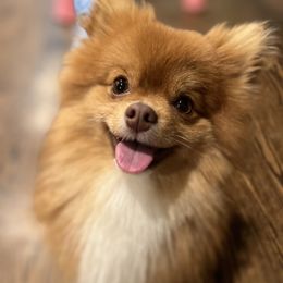 Rocky - Pomeranian