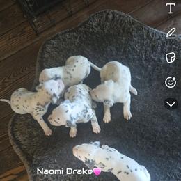 Dalmatian puppies from Drake's Dalmatians