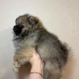 Blair - Orange sable female Pomeranian puppy in Phoenix, Arizona from Luxpomz