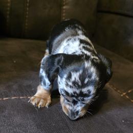 Dachshund Puppies from Joseph Dachshund's