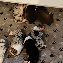 Black Sparkle - Black tri-color female Australian Shepherd puppy in Tallahassee, Florida from H&H Red Gate Farm