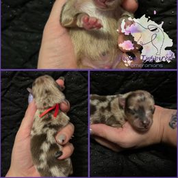 Red - Chocolate merle male Pomeranian puppy in Terre Haute, Indiana from Divine Inspired Poms