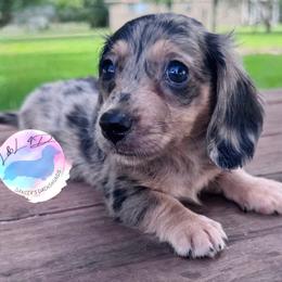Boy 2 - Dapple male Dachshund puppy in Houston, Texas from L&L 4D Dancer’s Dachshunds
