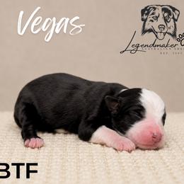 Vegas - Black tri female Miniature American Shepherd puppy in Leitchfield, Kentucky from Legendmaker MAS