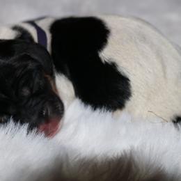 Purple - Piebald female Dachshund puppy in Peebles, Ohio from Cave Valley Hounds