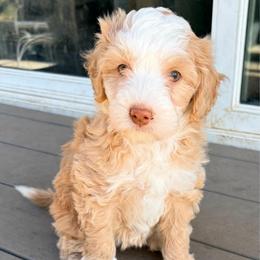 Girl 2 - female Australian Mountain Doodle puppy in Lincoln, Nebraska from GRand Doodles