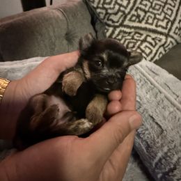 Mochi - Blue and gold male Yorkshire Terrier puppy in Phoenix, Arizona from De La Cruz Yorkies