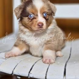 Aussiedoodle, Bernedoodle, Cockapoo, Miniature Australian Shepherd, Poodle, and Sheepadoodle Puppies from Jam's Doodles And Poodles