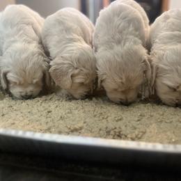 Golden Retriever Puppies from Sandy Acres Golden Retrievers