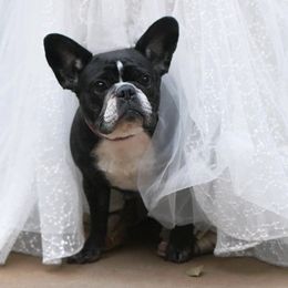 French Bulldogs from Sweetheart French Bulldogs