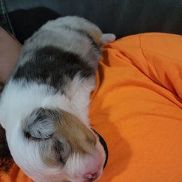 Miniature Australian Shepherd Puppies from Bornagain Paws