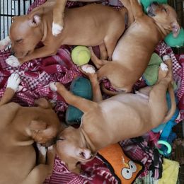 Bull Terrier and Staffordshire Bull Terrier Puppies from Courstaff Staffords