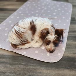 Blondie - Yorkshire Terrier