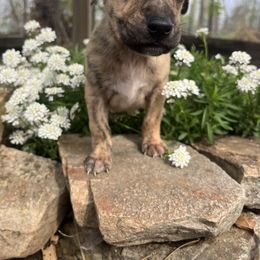 Henry - Fawn brindle Whippet puppy in West Plains, Missouri from Sycamore Ridge Puppies