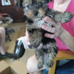 Yorkshire Terrier All Grown Up from Karen Janovick