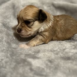 "Male" Berger Picard and Havanese Puppies from Rhythm Rock Ranch