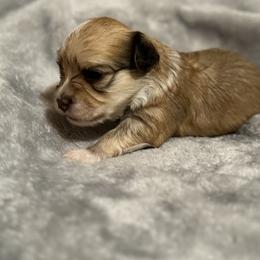 "Male" Berger Picard and Havanese Puppies from Rhythm Rock Ranch
