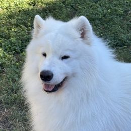 Samoyed puppies from ArticCross Samoyeds-Florida