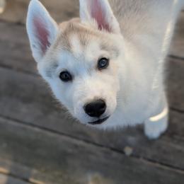 Prada - Gray and white female Siberian Husky puppy in Wisconsin from Liberty Siberians