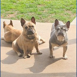 French Bulldog Puppies from LMD Frenchies