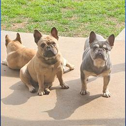 French Bulldog Puppies from LMD Frenchies