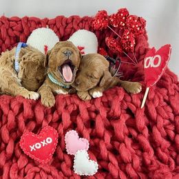 Goldendoodle Puppies from Maryland Designer Doodles