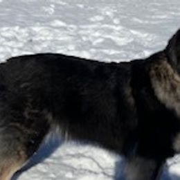 Shiloh Shepherds from Opal Shilohs