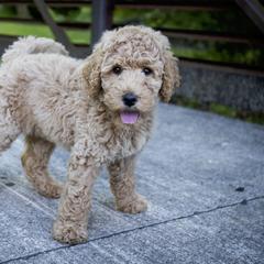 Goldendoodle and Labradoodle Puppies from Dessie's Doodles