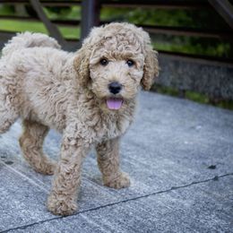 Goldendoodle and Labradoodle Puppies from Dessie's Doodles
