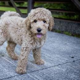 Goldendoodle and Labradoodle Puppies from Dessie's Doodles
