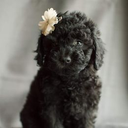Poodle Puppies from Moore Poodles