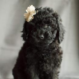 Poodle Puppies from Moore Poodles