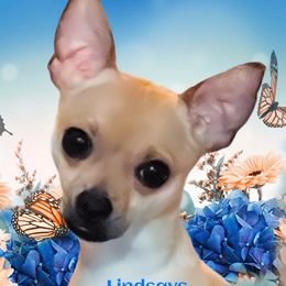 Nut - Chihuahua