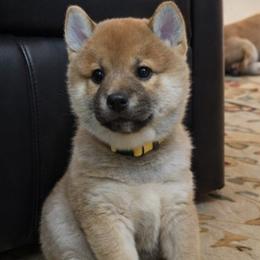 Crimson - Red male Shiba Inu puppy in Stanley, North Carolina from Yoru's Dojo Legacy