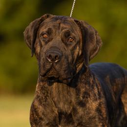 Ummi - Boerboel