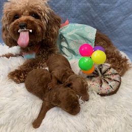 Poodle Puppies from Premier Poodle