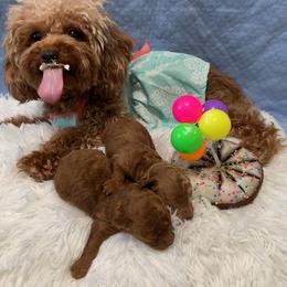 Poodle Puppies from Premier Poodle