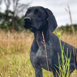 German Shorthaired Pointers from Little Hunter Kennels
