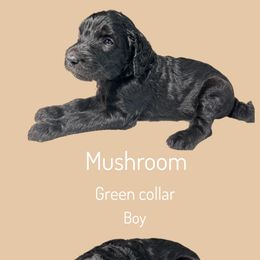 Assorted Doodle Crosses Puppies from First Wish Doodles