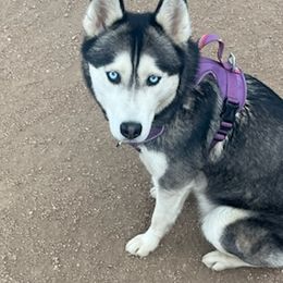 Siberian Huskies from Cute Canines & Corp