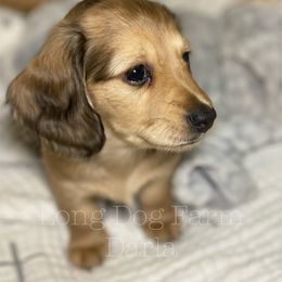 Dachshund Puppies from Long Dog Farm